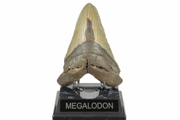 Huge, Fossil Megalodon Tooth - North Carolina #188212